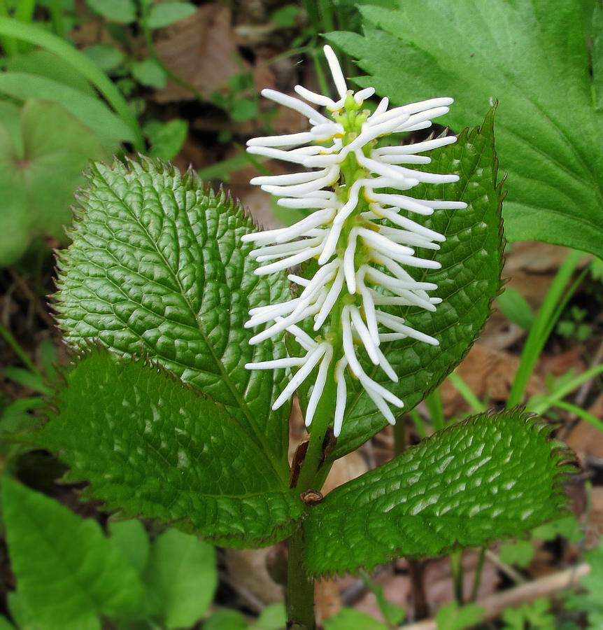 Image of Chloranthus quadrifolius specimen.