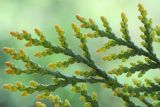 Platycladus orientalis. Часть веточки. Ростовская обл., г. Таганрог, в культуре на газоне. 26.04.2016.