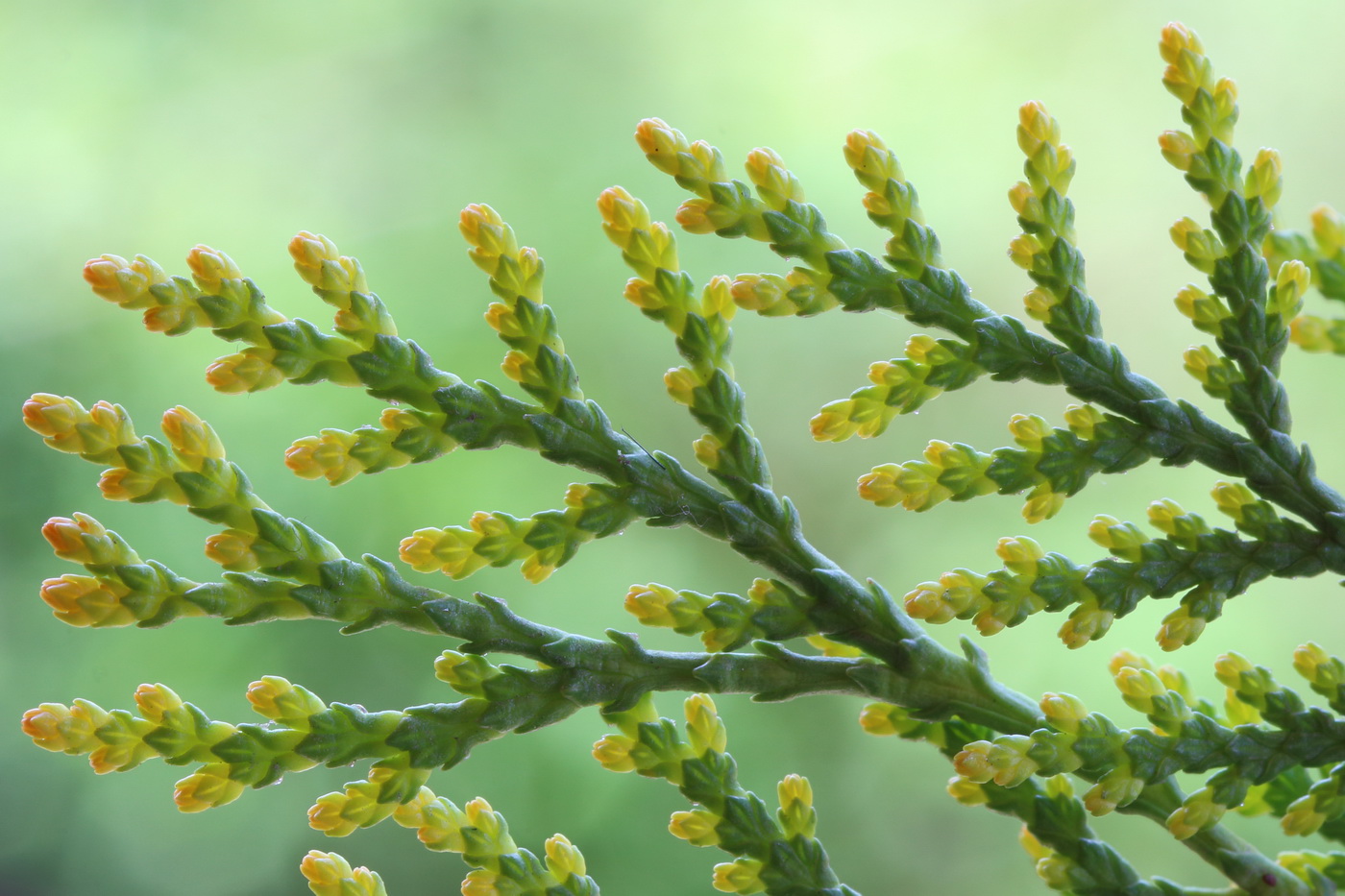 Изображение особи Platycladus orientalis.