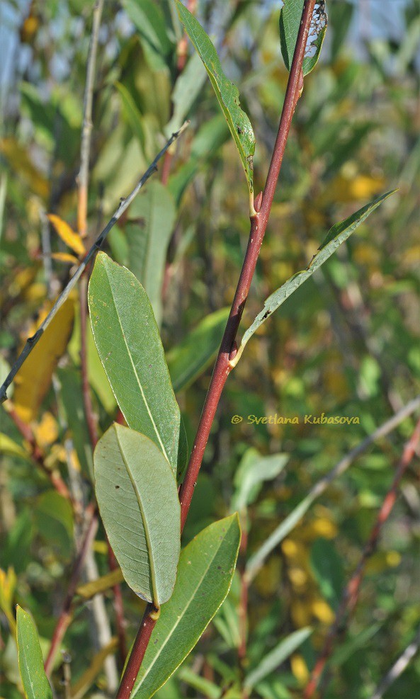 Image of Salix kochiana specimen.