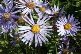 Aster amellus