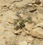 Lomelosia porphyroneura