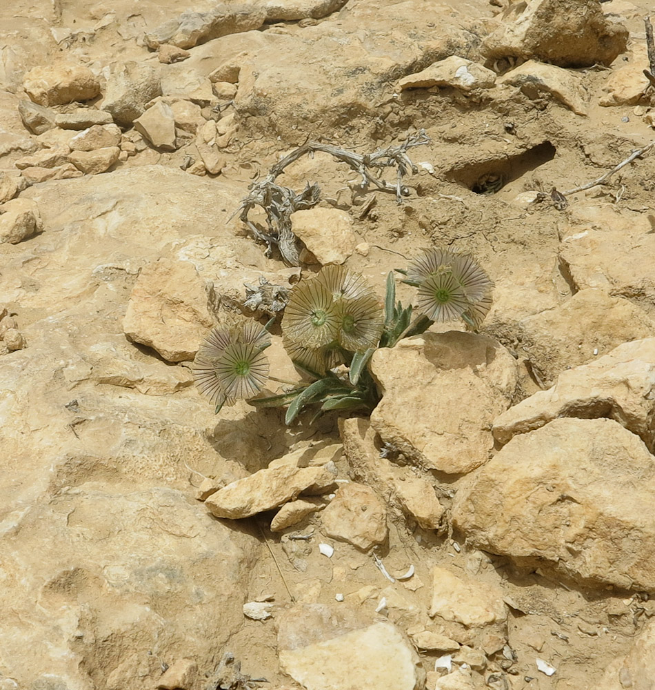 Image of Lomelosia porphyroneura specimen.