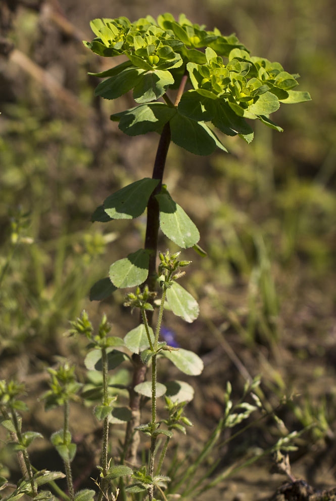 Image of Euphorbia helioscopia specimen.