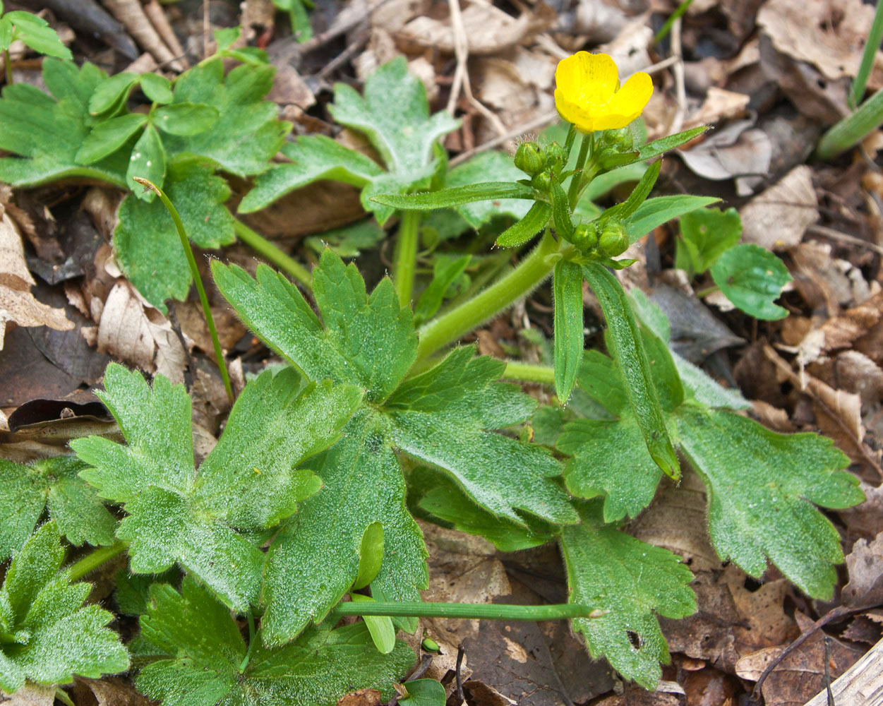 Image of Ranunculus constantinopolitanus specimen.