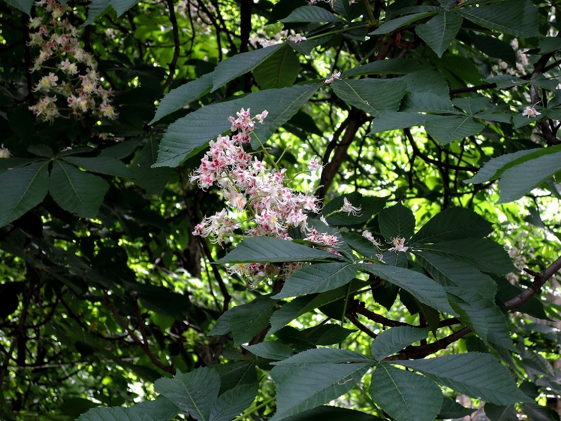 Изображение особи Aesculus hippocastanum.