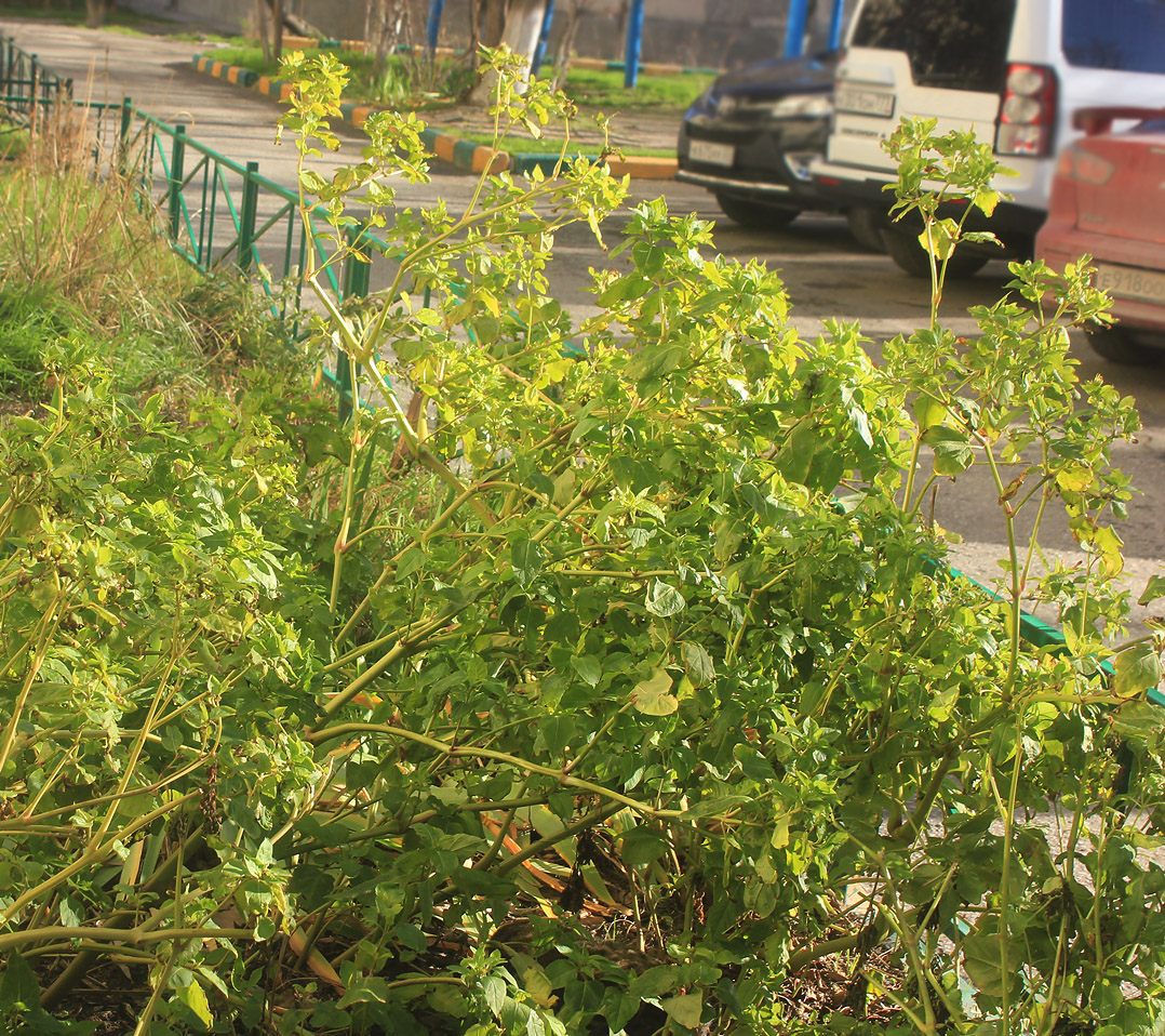 Image of Mirabilis jalapa specimen.