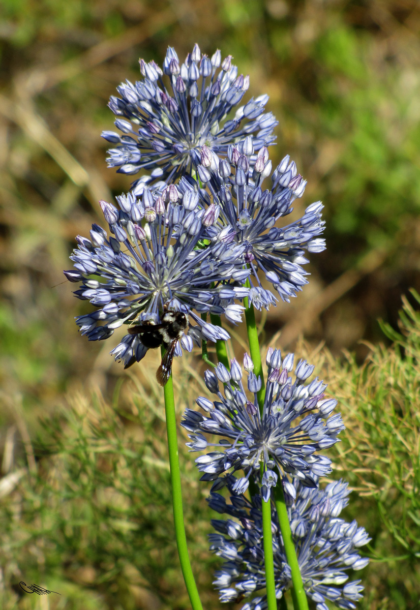 Изображение особи Allium caesium.