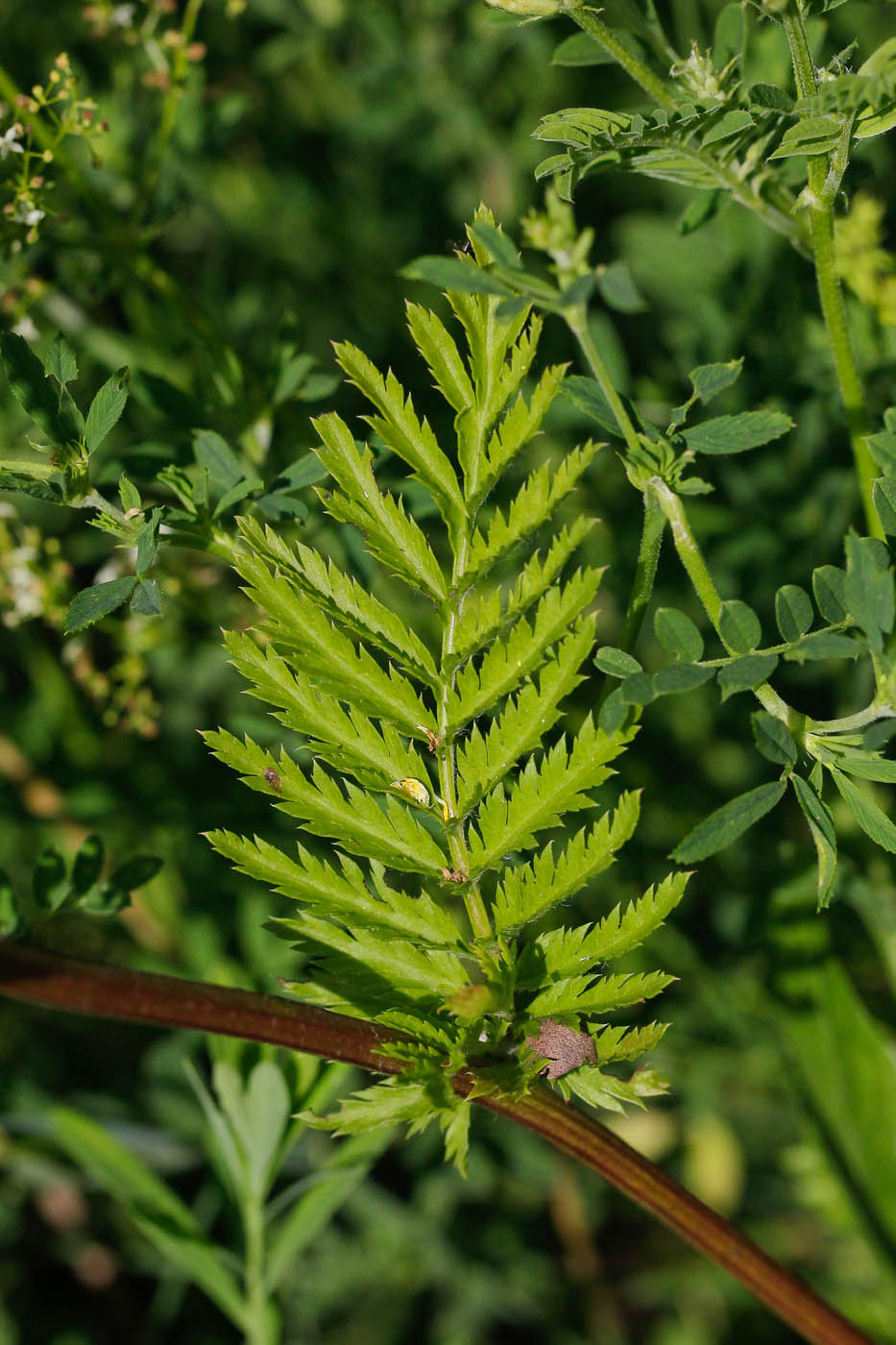 Image of Pyrethrum corymbosum specimen.