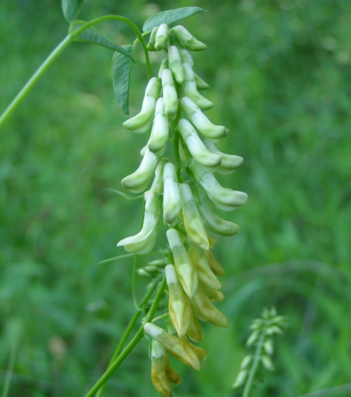 Изображение особи Vicia pisiformis.