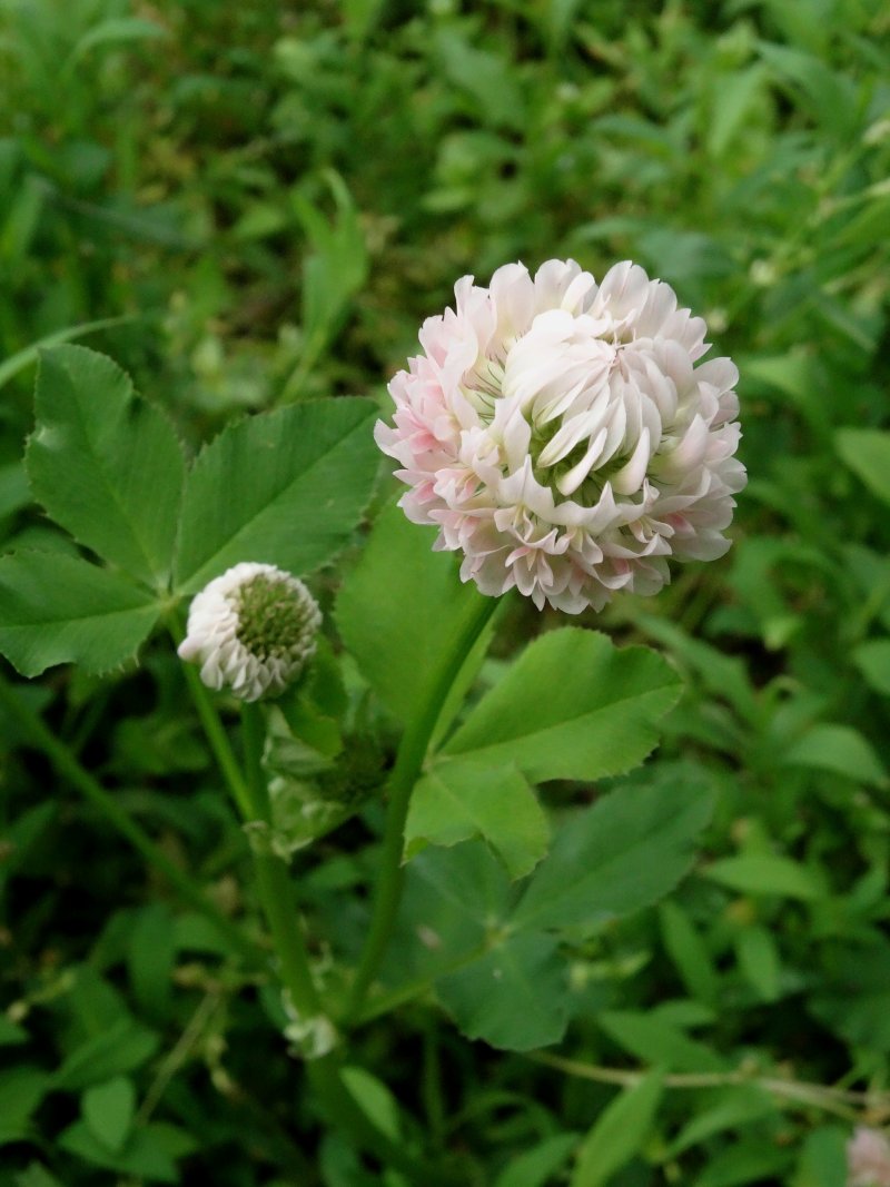 Изображение особи Trifolium hybridum.