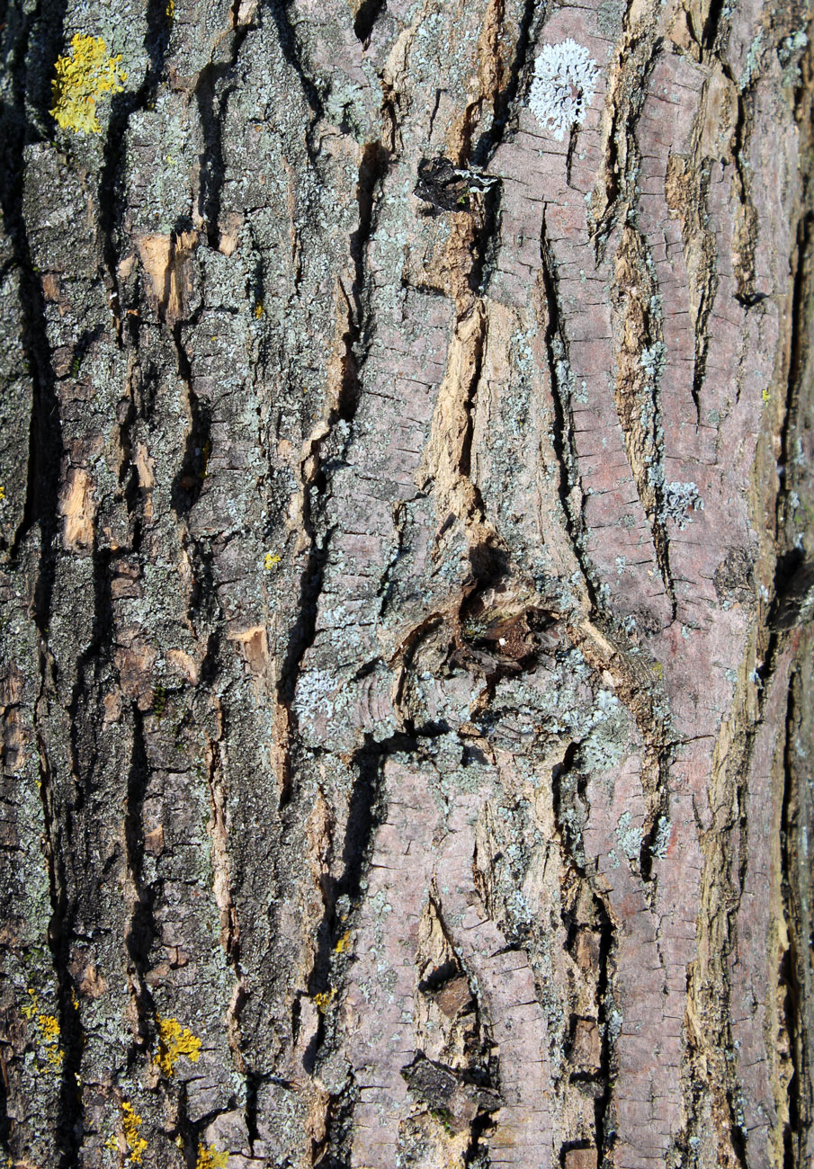 Image of Fraxinus pennsylvanica specimen.