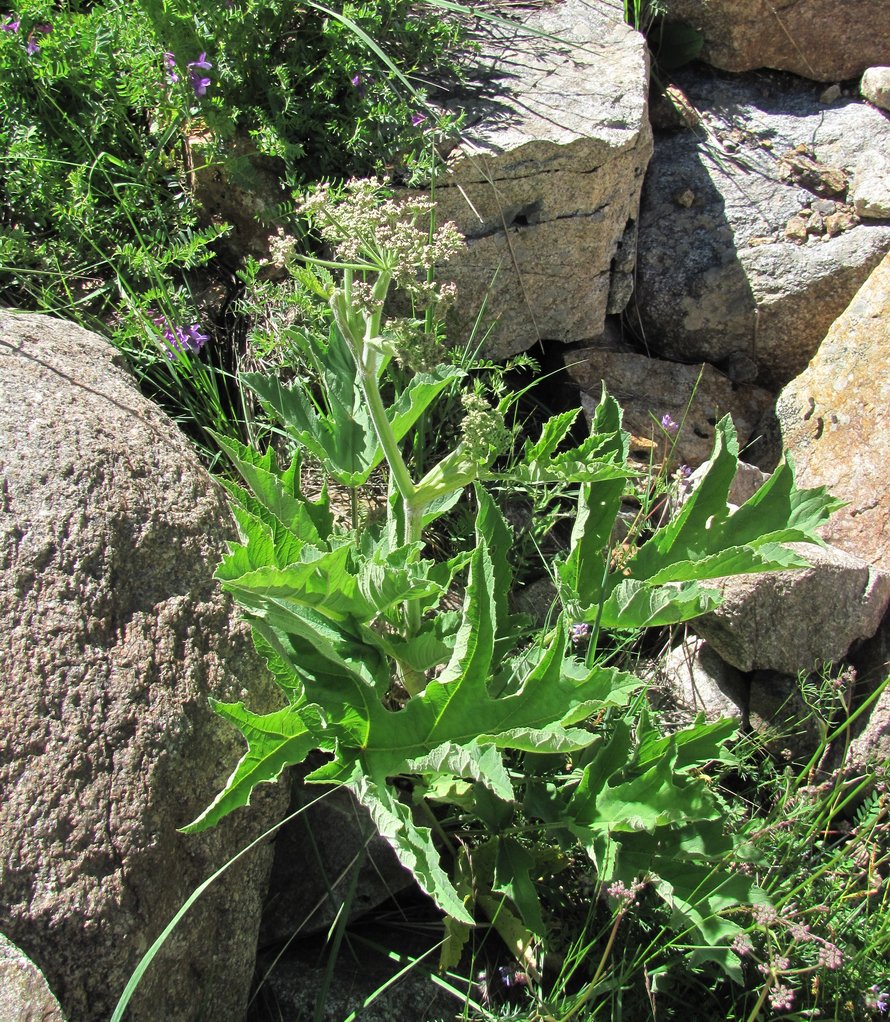 Image of Heracleum freynianum specimen.