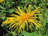 Inula magnifica. Соцветие (диаметр - 14 см). Краснодарский край, хр. Ачишхо, ур. Круглая Поляна, горный луг на выс. ок. 1500 м н.у.м. 01.08.2016.