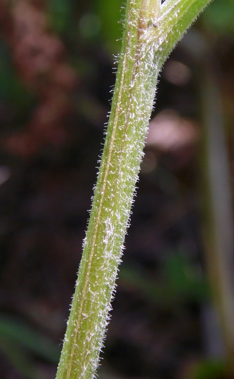 Изображение особи Centaurea abbreviata.