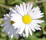 Bellis annua