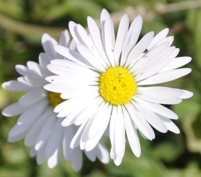 Image of Bellis annua specimen.