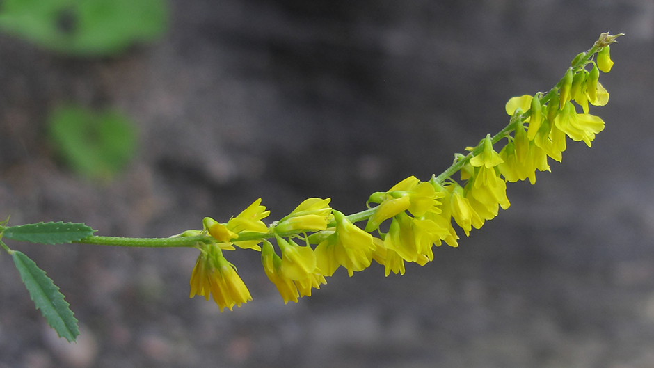 Изображение особи Melilotus officinalis.