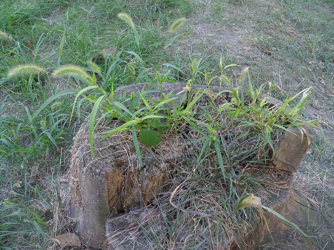 Image of Setaria viridis specimen.