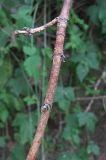 Image of taxon representative. Author is Геннадий Окатов