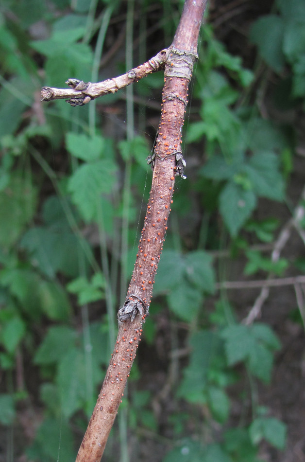 Image of Acer negundo specimen.