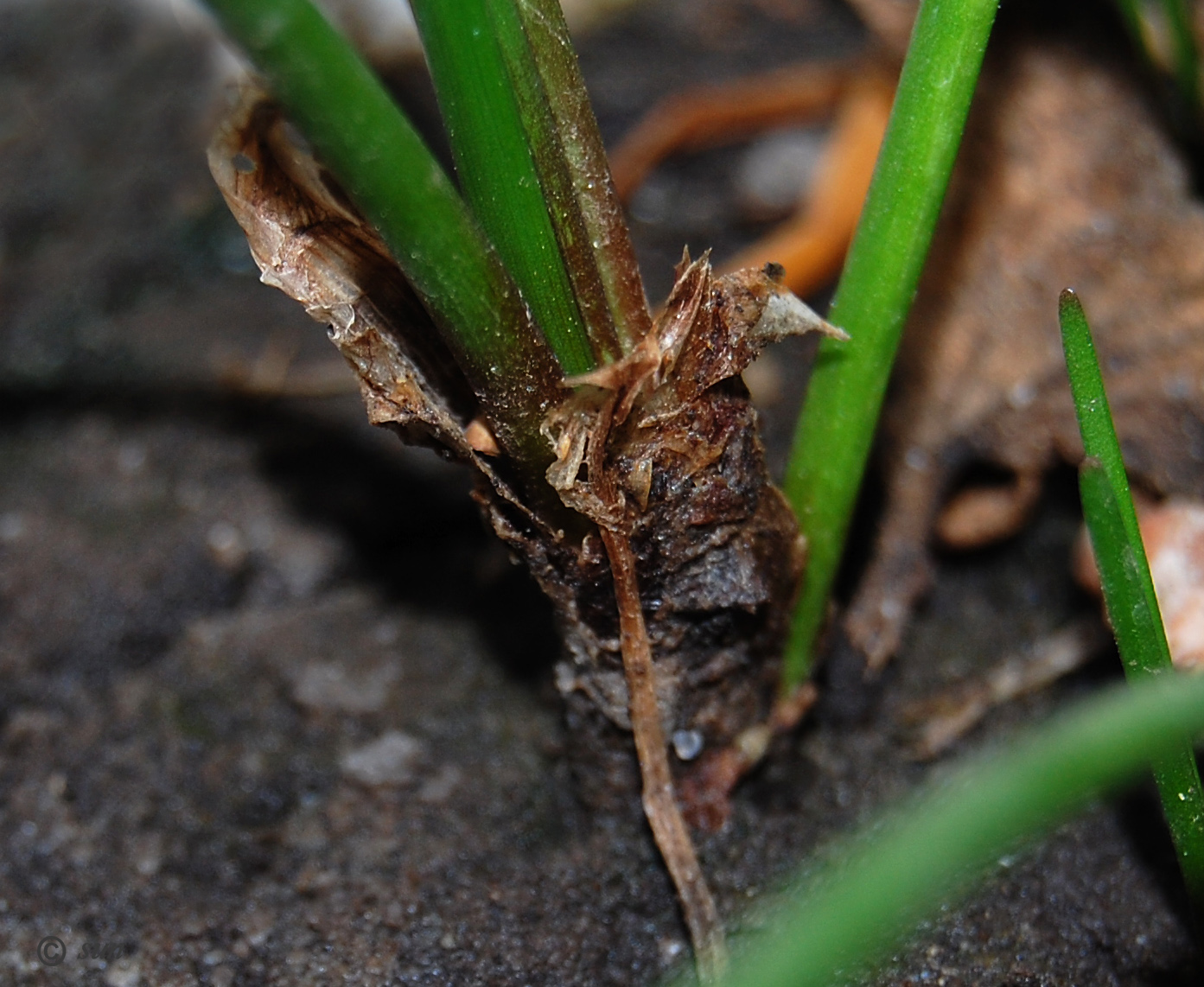 Изображение особи Zephyranthes candida.