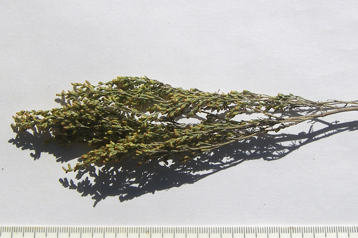 Изображение особи Artemisia taurica.