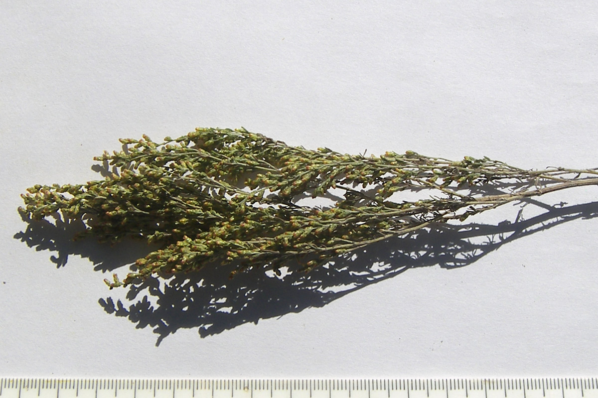 Image of Artemisia taurica specimen.