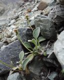 Tephroseris jacutica