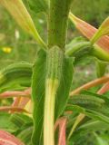 Oenothera glazioviana. Часть соцветия с завязями. Нидерланды, провинция Гронинген, национальный парк Lauwersmeer, у обочины дороги. 24 июня 2007 г.
