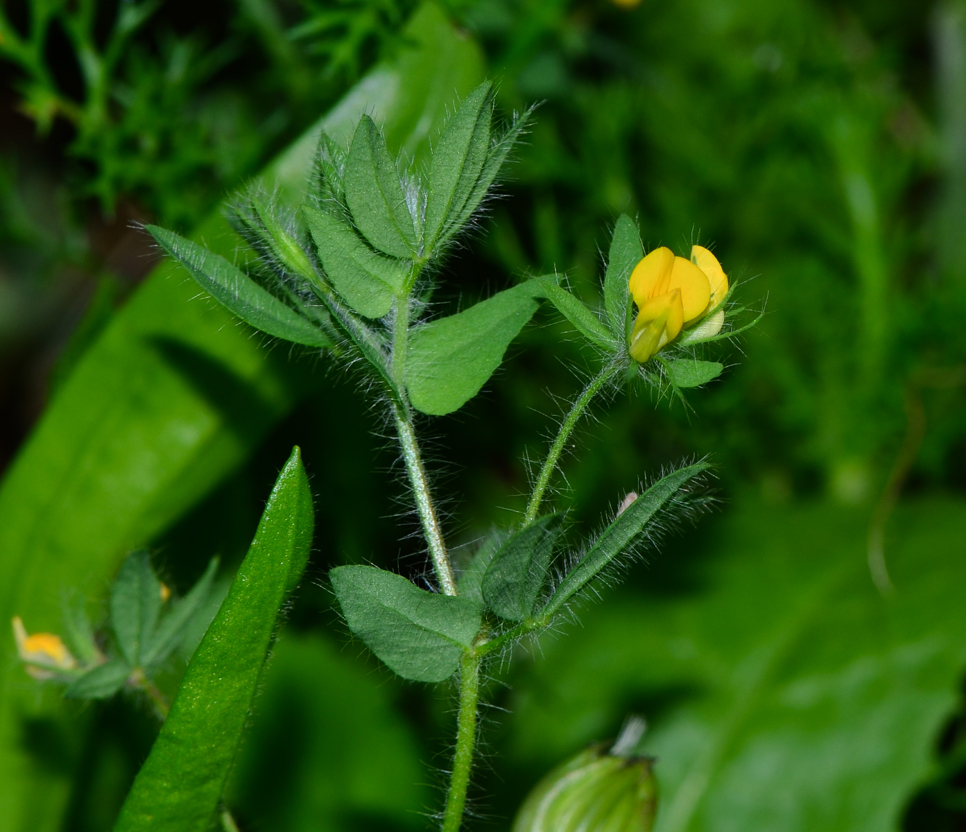 Изображение особи Ornithopus compressus.