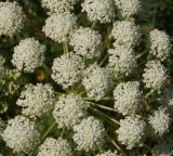 Image of taxon representative. Author is Тамара Риб