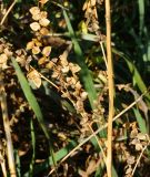 Image of taxon representative. Author is Тамара Риб
