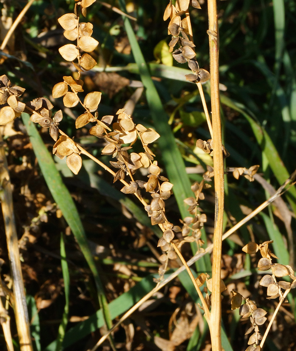 Image of Atriplex sagittata specimen.