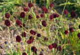 Sanguisorba officinalis