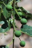 Celtis caucasica