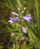 Campanula bononiensis. Верхушка соцветия. Украина, Запорожский р-н, Дурная балка, разнотравная степь. 17.07.2016.