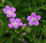 Geranium sylvaticum. Цветки и бутоны с кормящимся жуком. Восточный Казахстан, Кокпектинский р-н, 25 км в горы от с. Пантелеймоновка, 1000 м н.у.м., просека, лес. 12.06.2016.