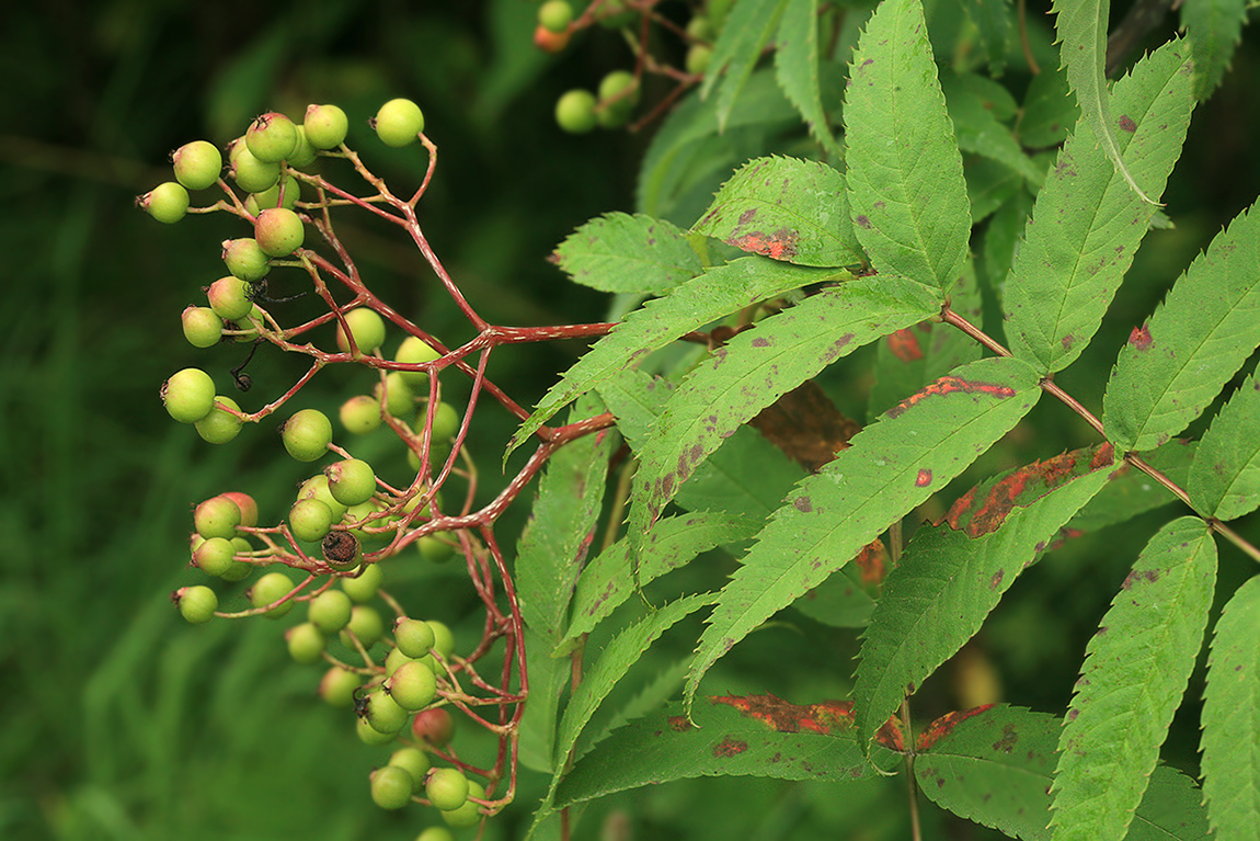 Image of Sorbus commixta specimen.