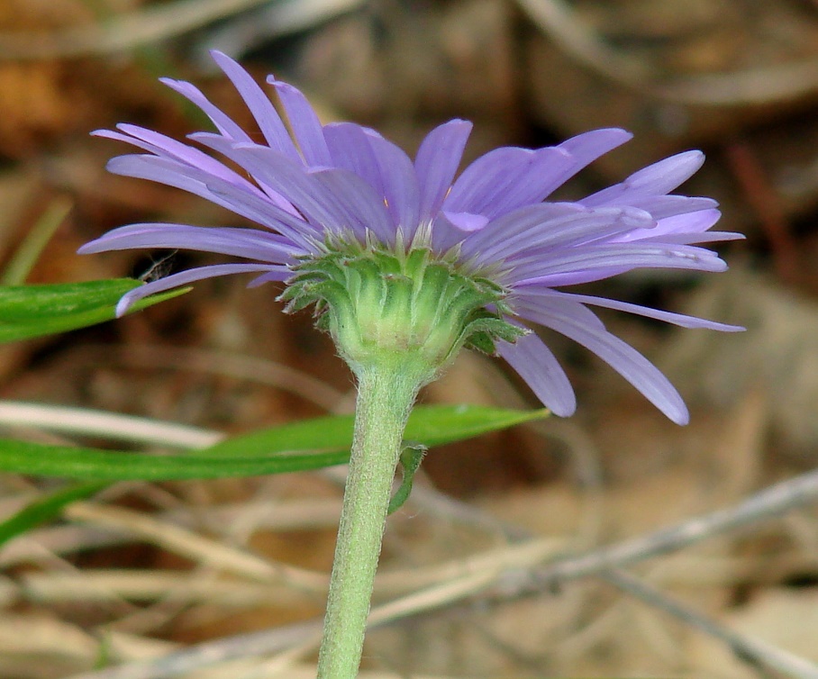 Image of Aster alpinus specimen.