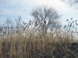 Phragmites australis