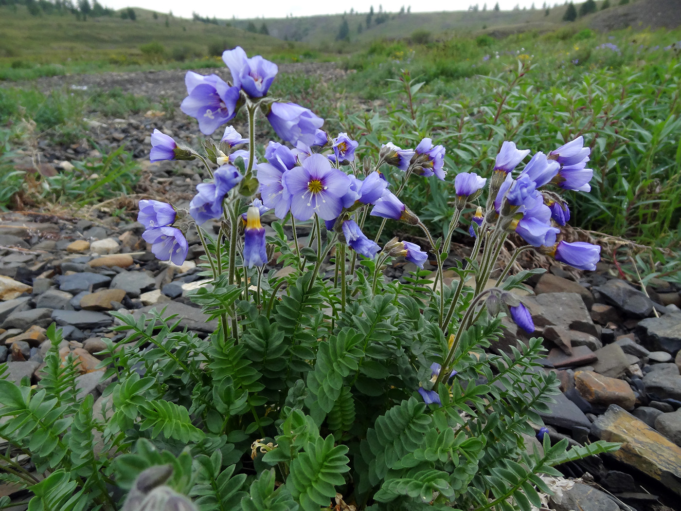 Image of Polemonium boreale specimen.