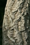 Phellodendron amurense