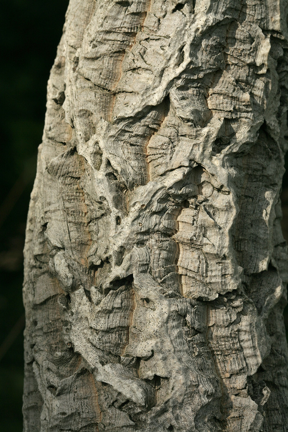 Изображение особи Phellodendron amurense.