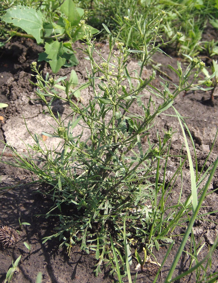 Изображение особи Lepidium ruderale.