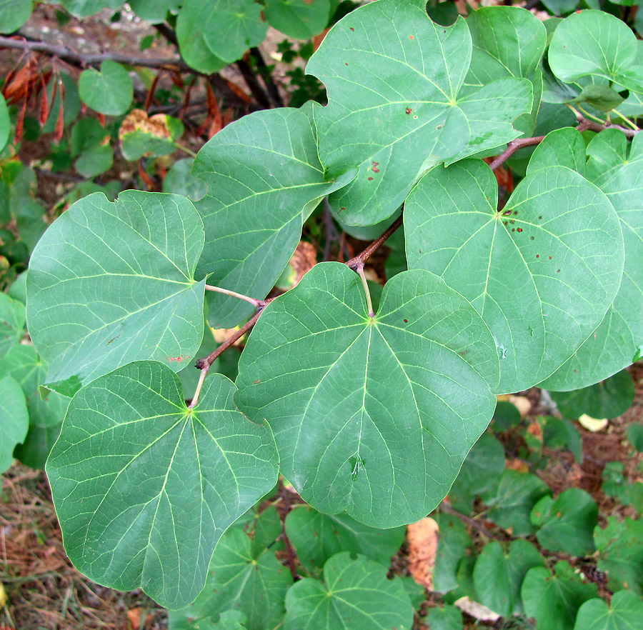 Image of Cercis siliquastrum specimen.