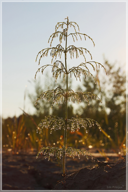 Изображение особи Equisetum sylvaticum.