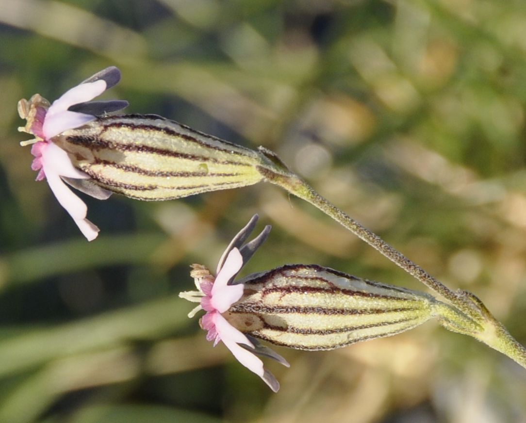 Image of Silene ciliata ssp. graefferi specimen.