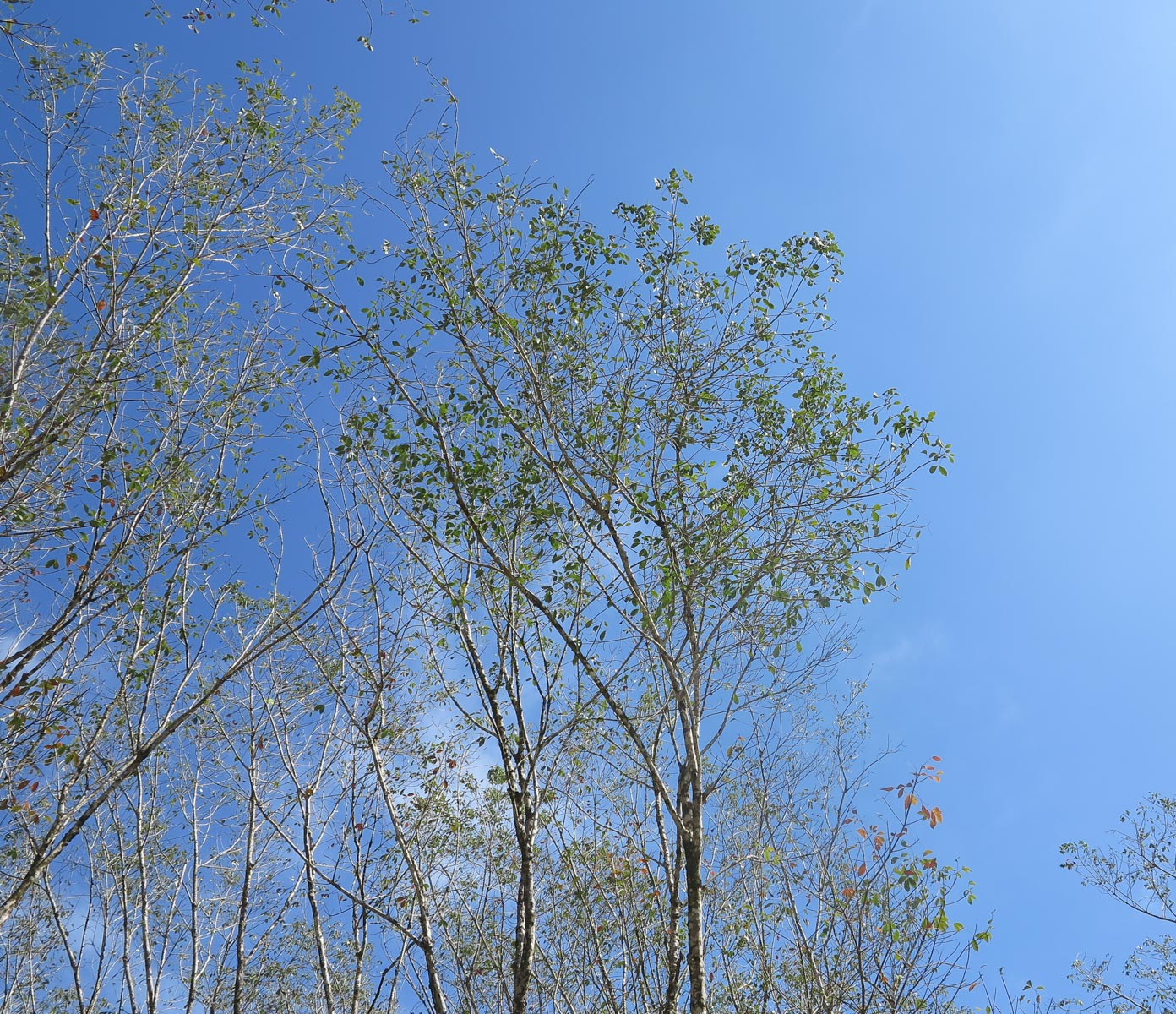 Image of Hevea brasiliensis specimen.