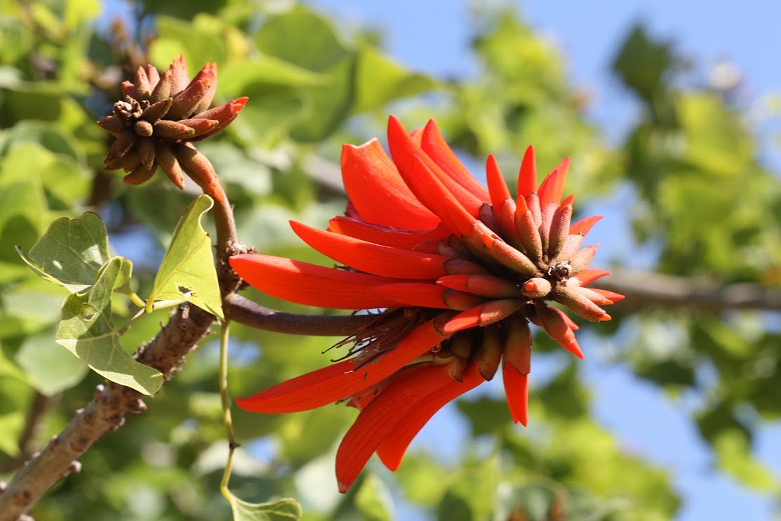Изображение особи Erythrina corallodendron.